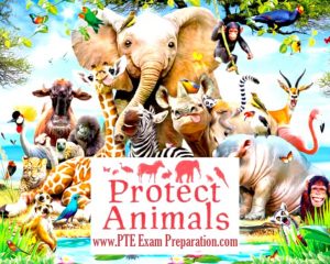 animal rights essay pte