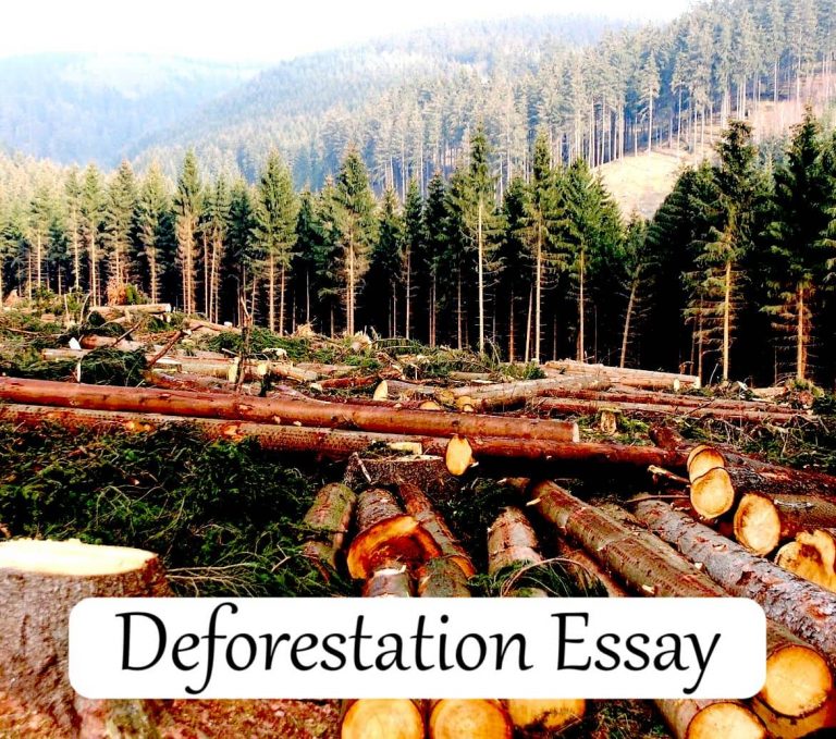 essay of 300 words on deforestation