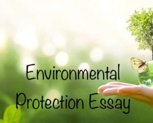 a term paper on environmental protection