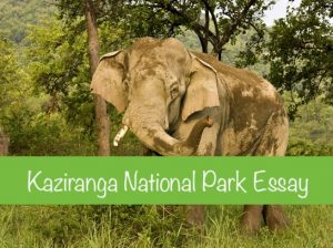 kaziranga national park essay in english 300 words