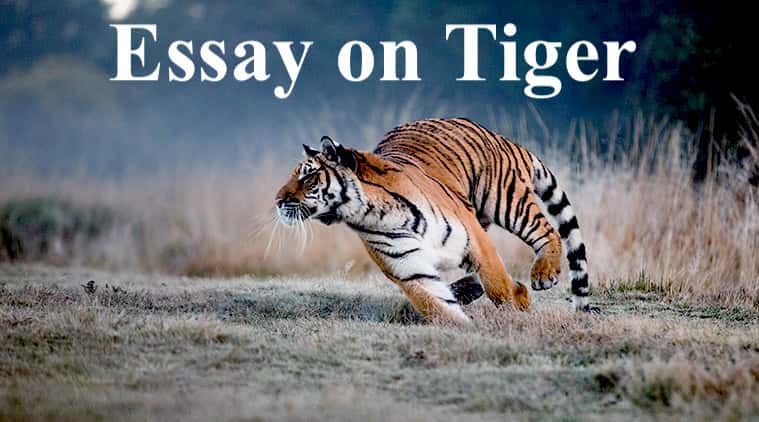 short essay on tiger