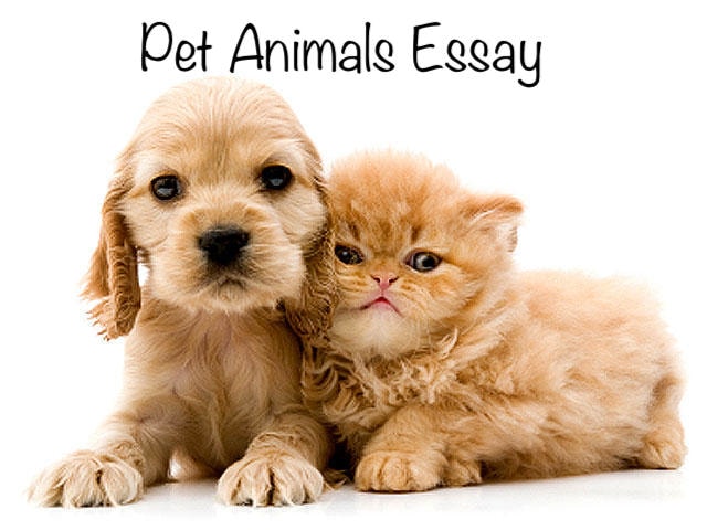 essay on pet animals